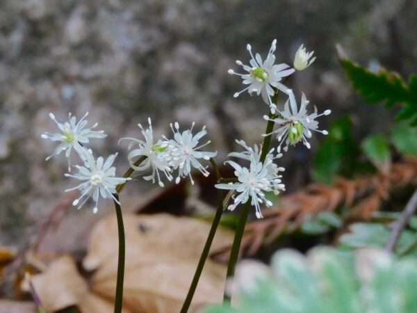 セリバオウレン