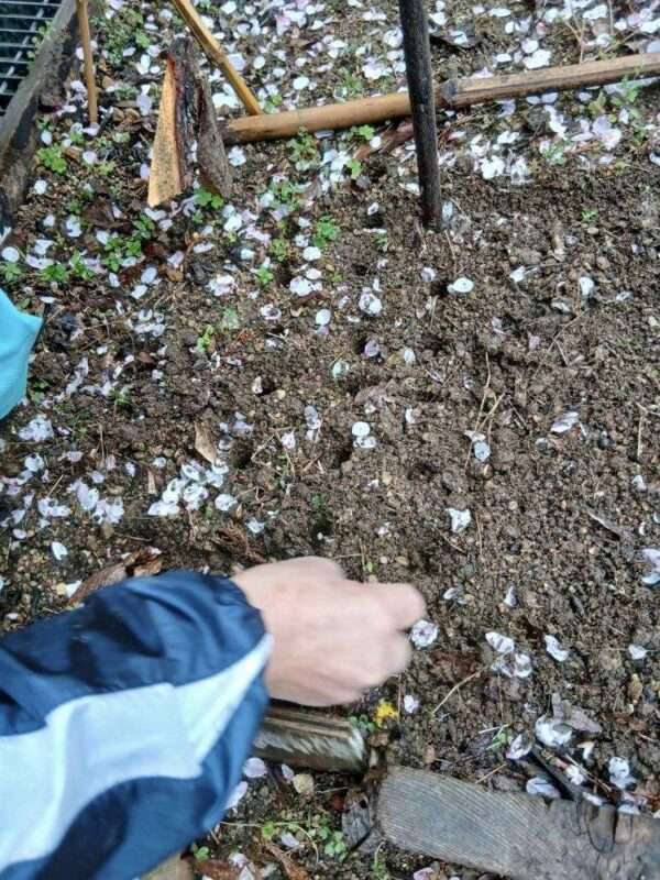 草木染　260407