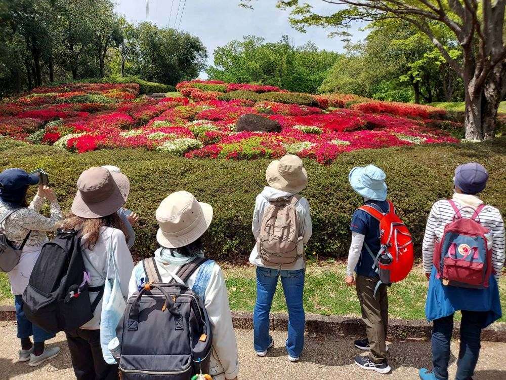 春の野草探し　260417