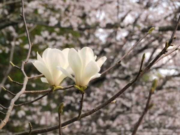 3月の花