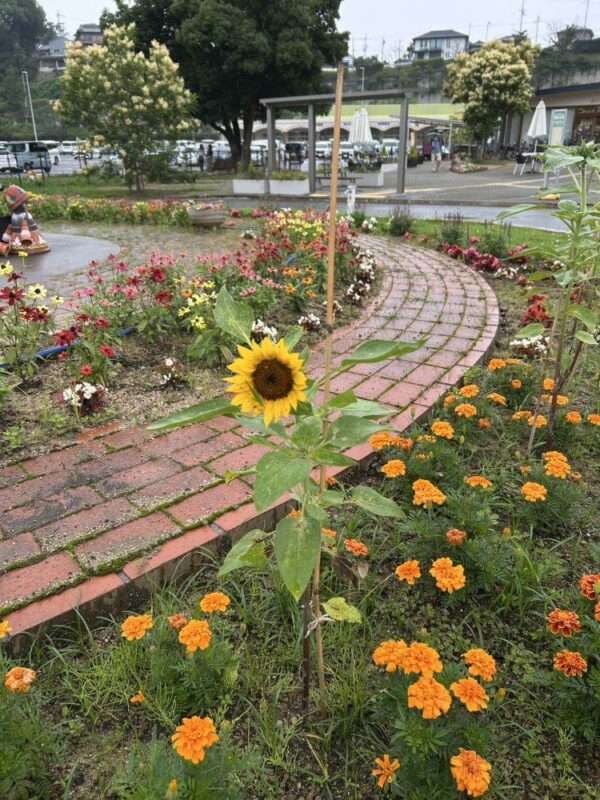くろまろ　260701