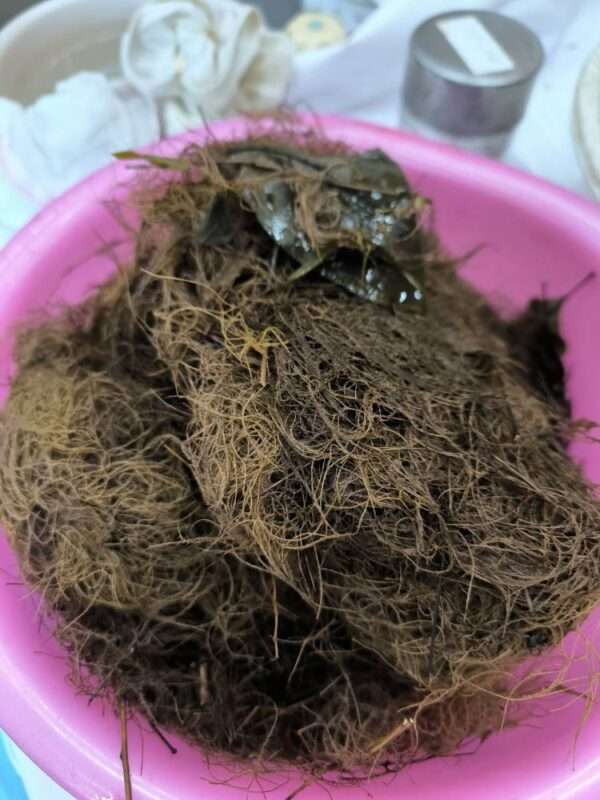 草木染　260711