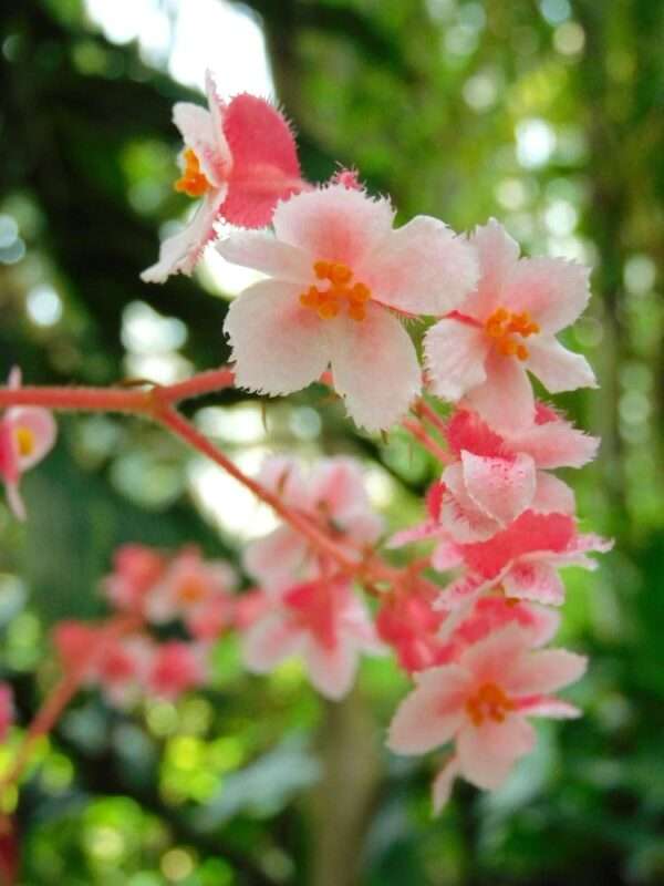七月の花