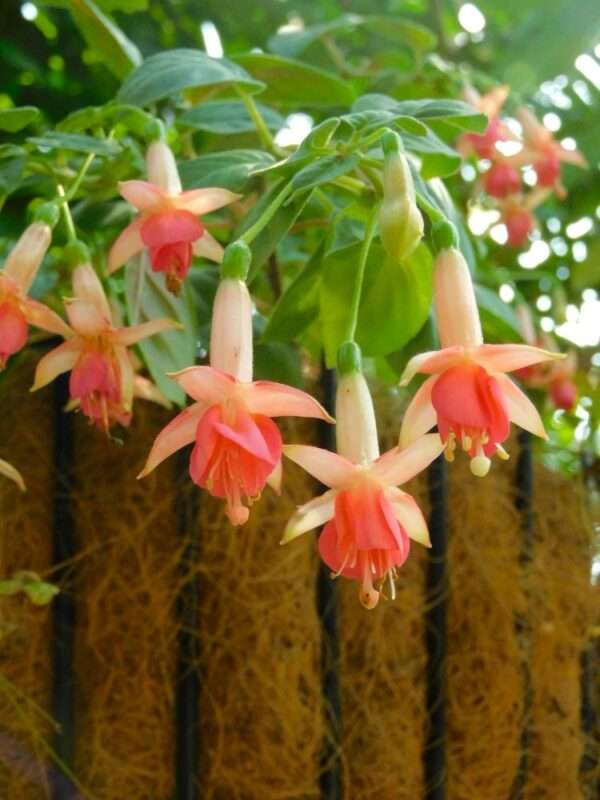七月の花