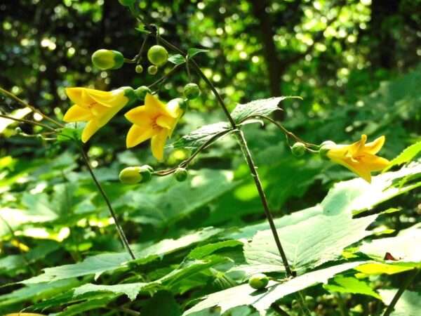 七月の花