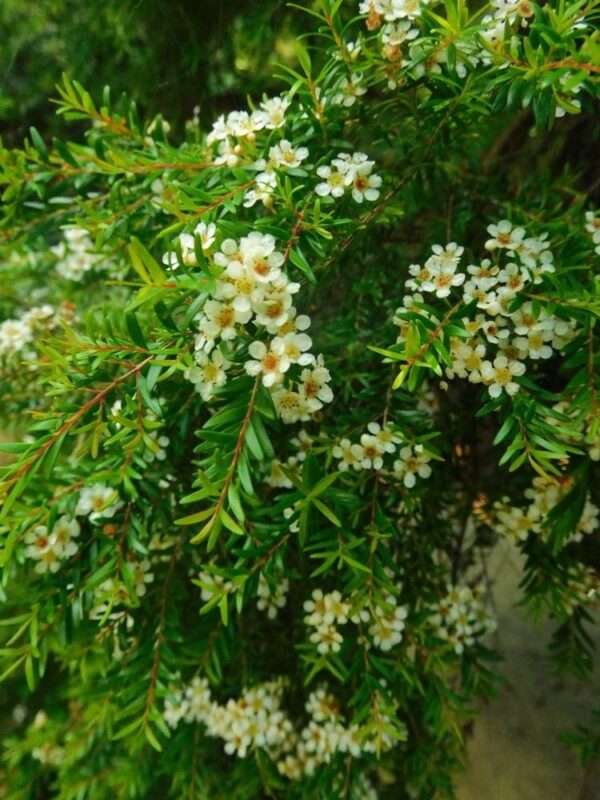 七月の花