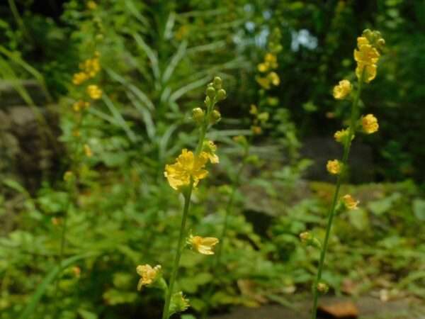 七月の花