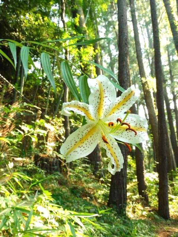 七月の花