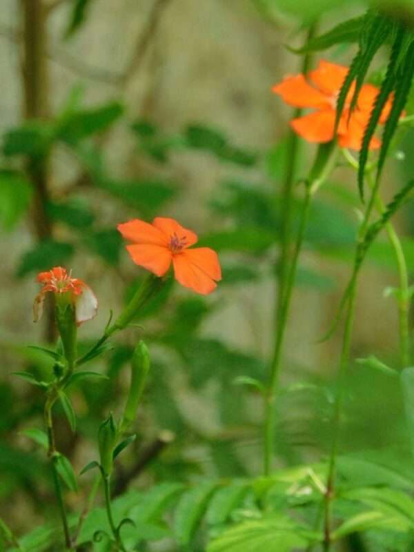 七月の花