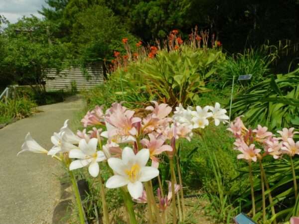 8月の花 2608