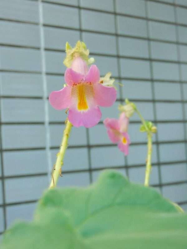 8月の花 2608