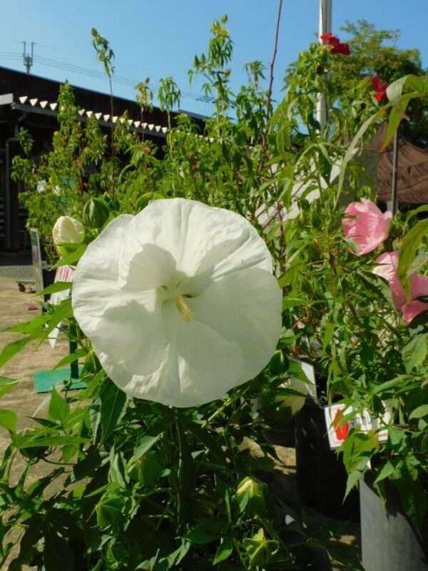 8月の花 2608